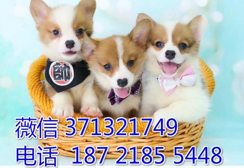 柯基犬出售纯种，三色 黄白色柯基犬 苏州犬舍狗狗