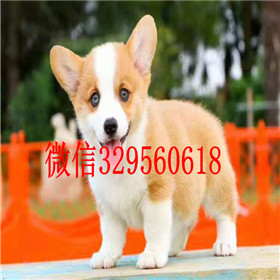  莱芜哪里卖纯种柯基犬双血统柯基犬处说柯基好养吗柯基犬掉毛吗