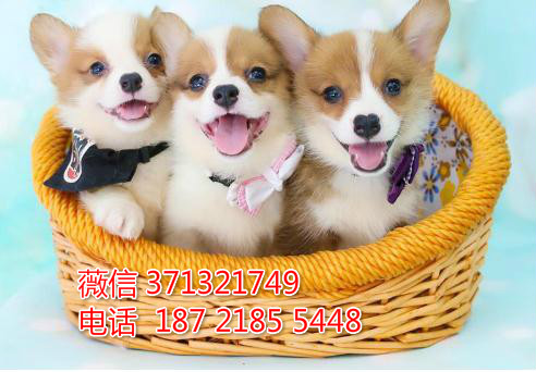 柯基犬出售纯种，三色 黄白色柯基犬 苏州犬舍狗