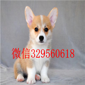  承德哪里能买到柯基犬带证书的柯基犬小短腿