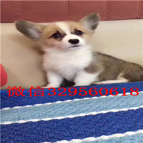  珠海哪里卖纯种柯基犬柯基多少钱小短腿柯基
