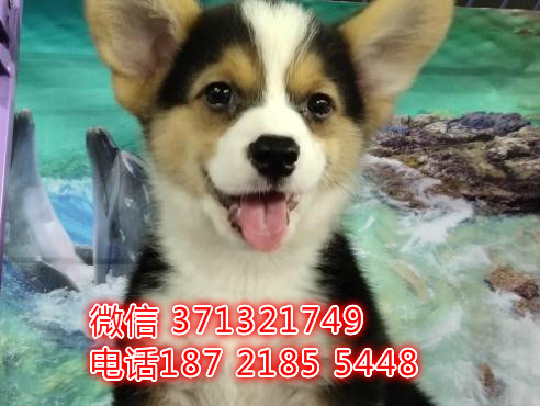 青岛犬舍出售柯基犬幼犬，小型犬柯基狗狗 特价