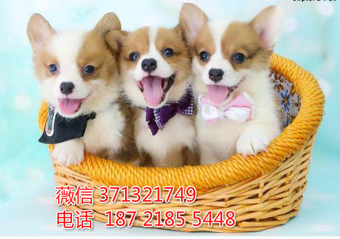 柯基犬出售纯种，三色 黄白色柯基犬 苏州犬舍狗狗