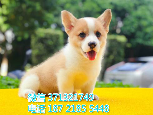 柯基犬出售棕色小型犬，短腿柯基，南宁犬舍繁殖