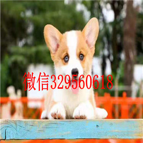 大连哪里能买到柯基犬柯基多少钱犬舍出售纯