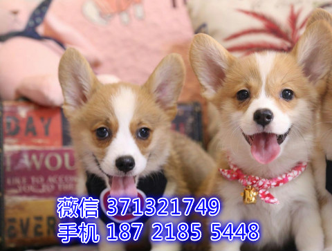 武汉哪里有卖柯基犬幼犬，武汉柯基狗狗多少钱一