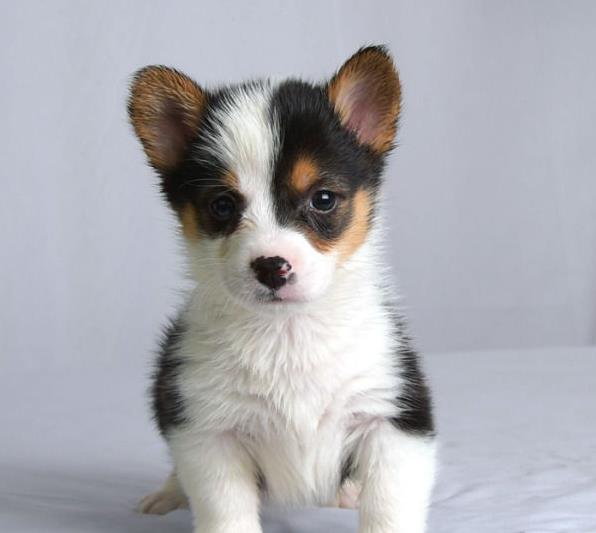 上海犬舍出售柯基犬宠物狗市场在哪 哪有买狗