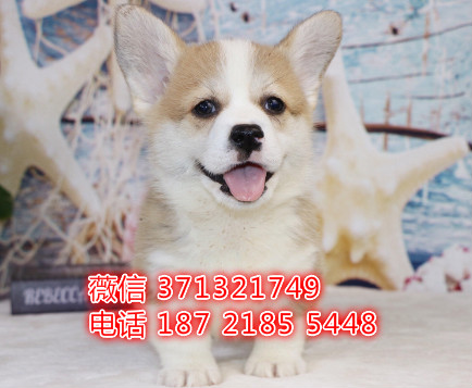 柯基出售纯种幼犬，小型犬柯基狗狗，疫苗做好 苏