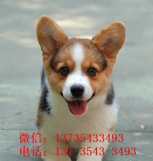 大连宠物狗狗出售纯种柯基犬威尔士柯基犬小短