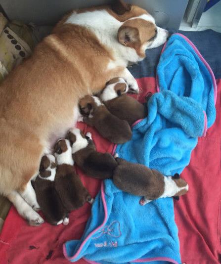 青岛宠物狗狗出售纯种柯基犬威尔士柯基犬小短