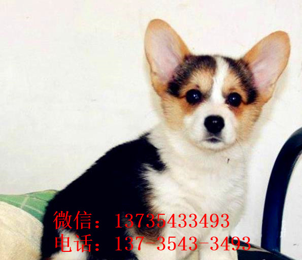 哈尔滨宠物狗狗犬舍出售纯种柯基幼犬 哪里有