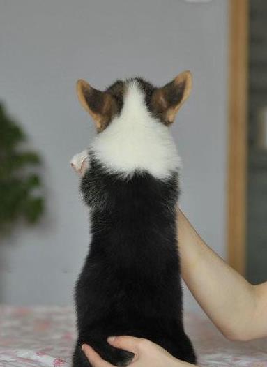 北京宠物狗狗犬舍出售纯种柯基幼犬 哪里有柯