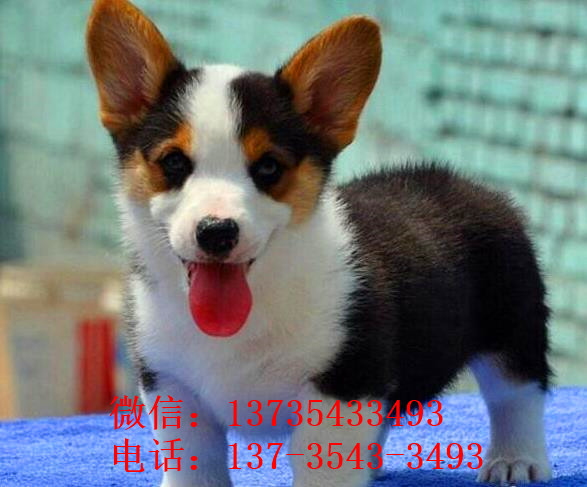 漯河犬舍出售纯种柯基犬 宠物狗市场在哪有卖