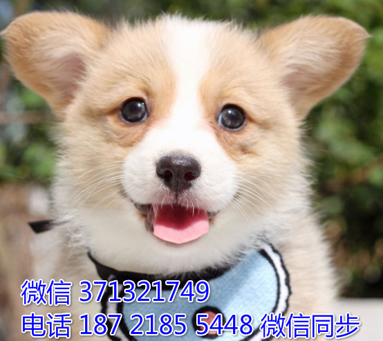 北京特惠 柯基犬出售纯种幼犬 北京犬舍狗场繁