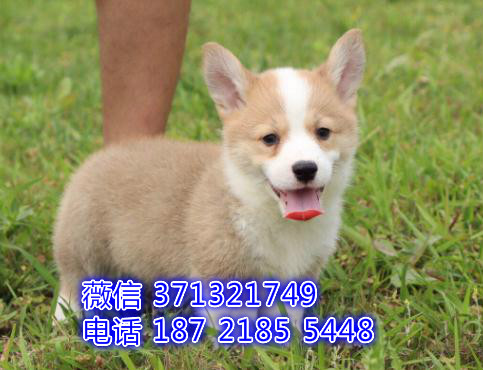 上海狗狗 出售短腿柯基犬幼犬 上海特价宠物 特价犬舍