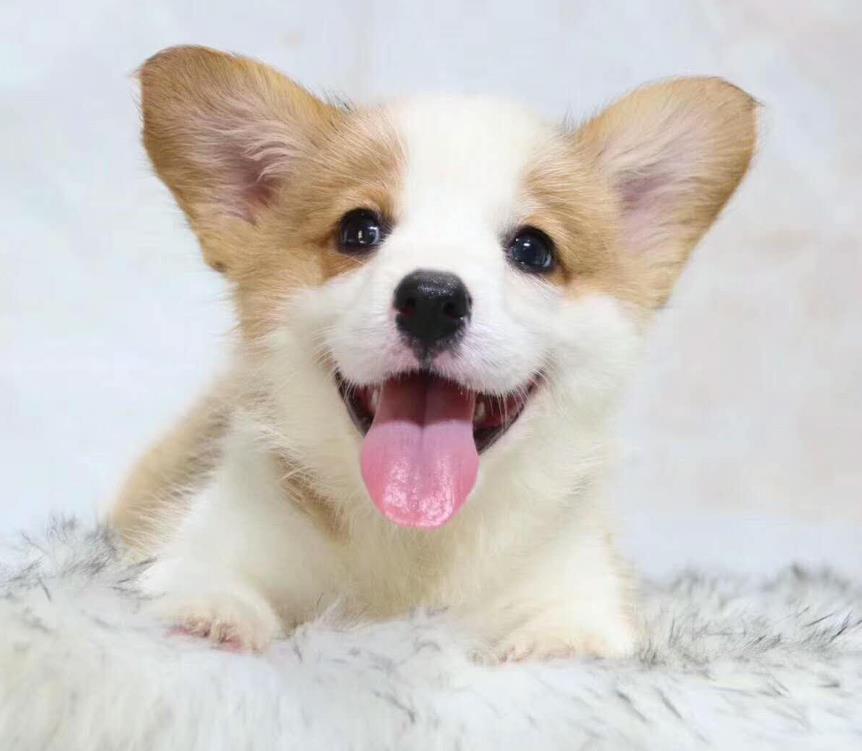 成都狗场出售纯种柯基犬 犬舍双色威尔士柯基