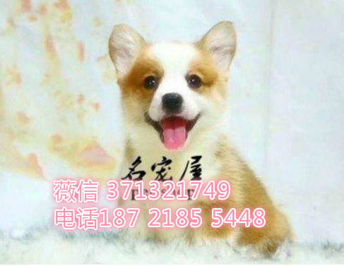 福州宠物柯基犬出售纯种幼犬 福州犬舍特价宠