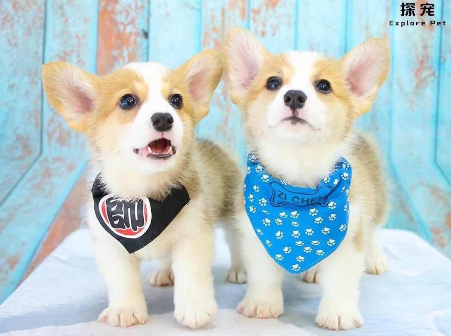 纯种小短腿柯基犬出售 长沙宠物狗犬舍领养宠