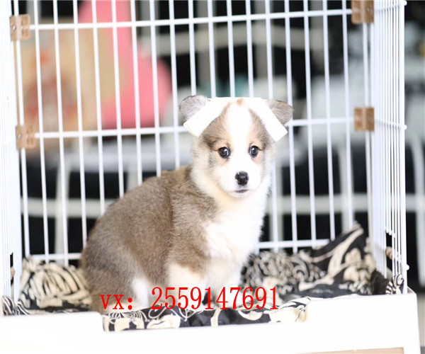 莆田哪里卖纯种柯基犬 莆田双色柯基价格 莆田
