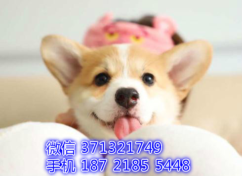 青岛狗狗 柯基犬出售纯种 青岛犬舍 全国发货