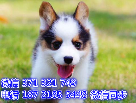 青岛宠物狗狗 柯基出售 青岛狗场犬舍在哪里