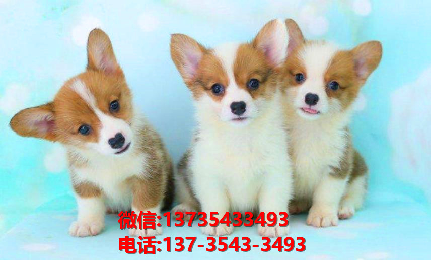 上海宠物狗犬舍出售纯种柯基犬 威尔士柯基犬小短腿哪里有卖