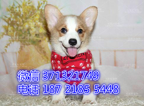 深圳宠物 柯基犬出售纯种幼犬 深圳宠物狗犬舍