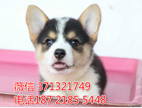 福州狗狗 柯基犬出售纯种幼犬 福州犬舍 全国