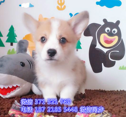 武汉宠物 柯基犬纯种幼犬 武汉本地繁殖 武汉