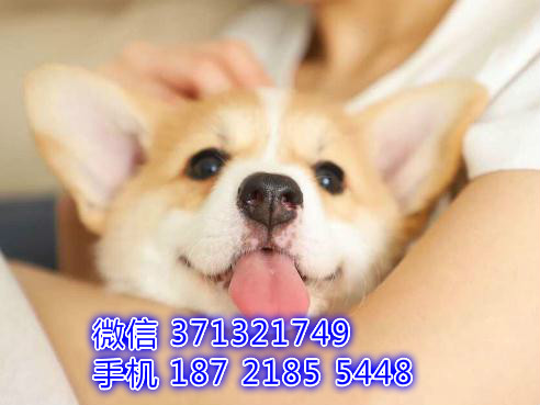 大连狗狗 柯基犬纯种幼犬出售 大连狗狗全国发