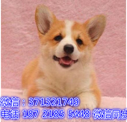 特价 柯基犬出售纯种幼犬 专业繁殖专业发货 可上门看俗