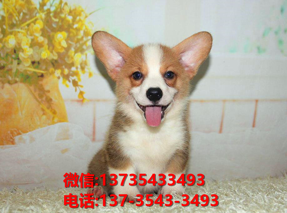 纯种柯基犬 大连犬舍正宗威尔士柯基犬哪里有