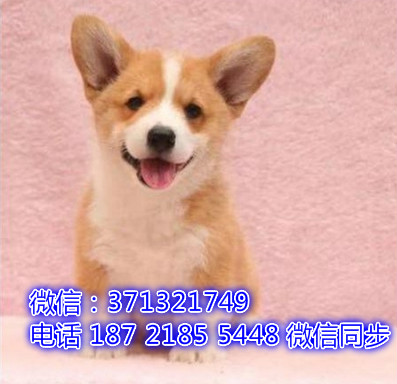 特价 柯基犬出售纯种幼犬 专业繁殖专业发货 可上门看俗