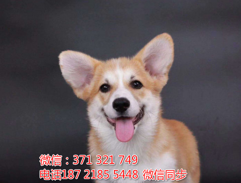 全国特惠柯基犬纯种幼犬 支持上门 支持空运汽