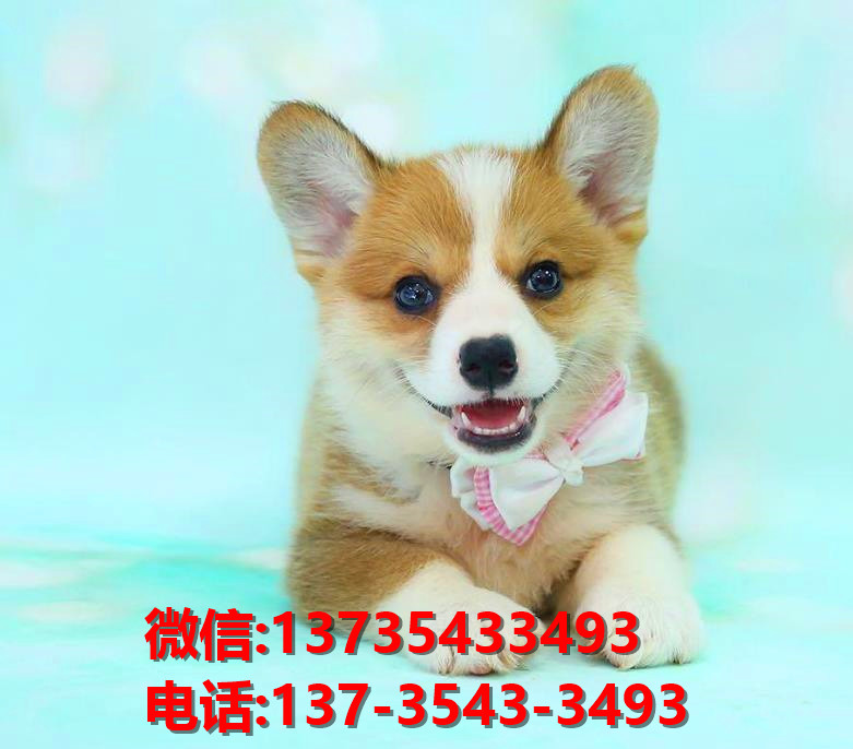 纯种柯基犬 福州犬舍正宗威尔士柯基犬哪里有卖狗地方