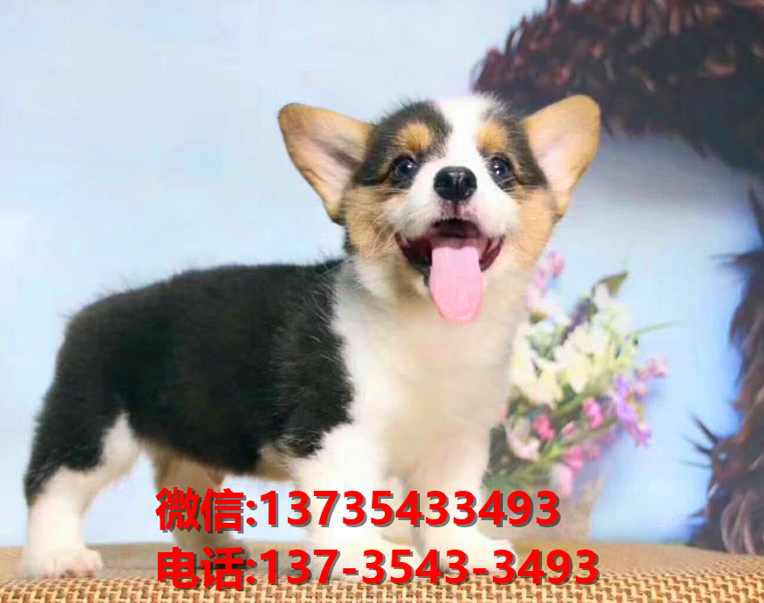 纯种柯基犬 成都犬舍正宗威尔士柯基犬哪里有