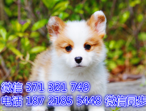 北京宠物狗狗柯基犬出售幼犬 全国可以发货文