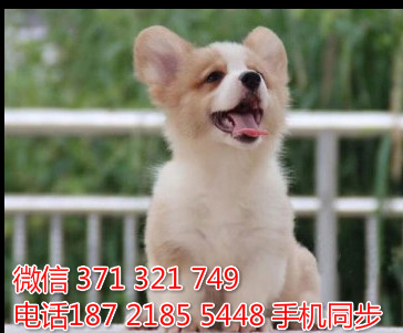  特惠大柴犬纯种幼犬出售 支持上门支持空运汽