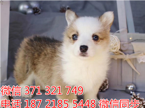 柯基纯种幼犬出售，犬舍直销柯基 犬舍狗场宠物狗啬