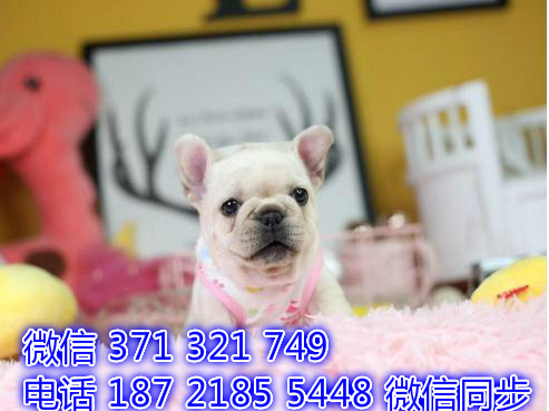 柯基宠物买卖 宠物市场 宠物狗狗图片宠物网 渭