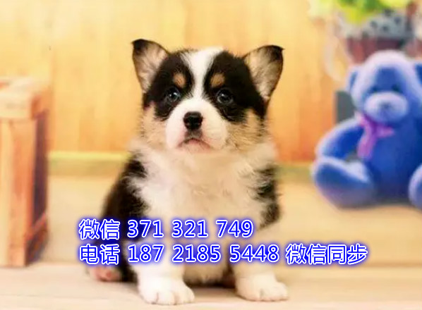 犬舍直销，哪里有宠物柯基 ，精品小型中型大型犬狗狗得