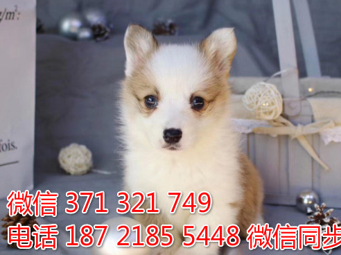 柯基纯种幼犬出售，犬舍直销柯基 犬舍狗场宠物