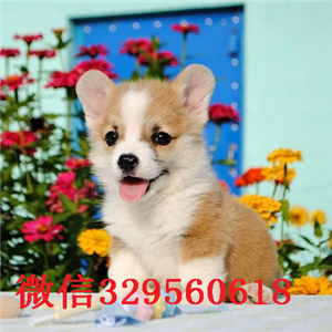  周口哪里有柯基犬出售双色三色柯基犬柯基犬