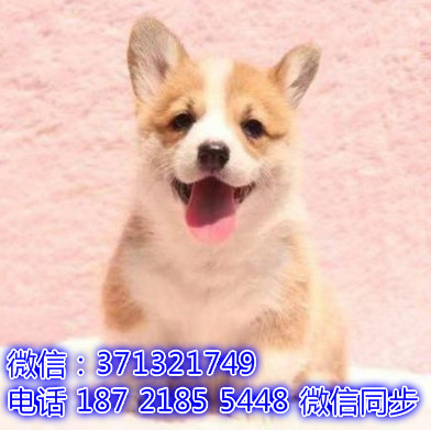 宠物市场 哪里有宠物柯基犬，精品小型中型大型