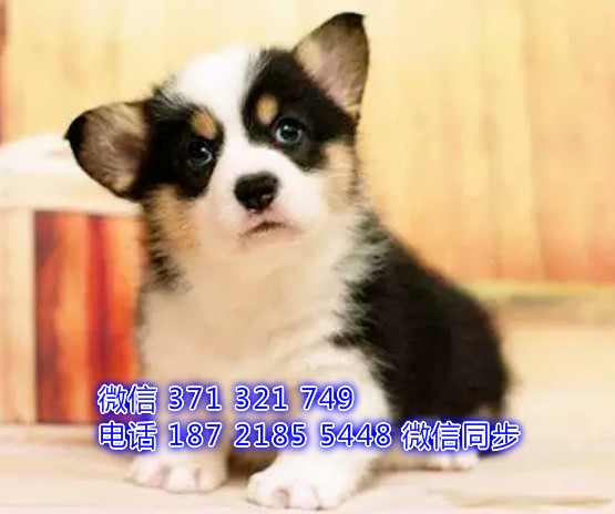 犬舍直销，哪里有宠物柯基 ，精品小型中型大型犬