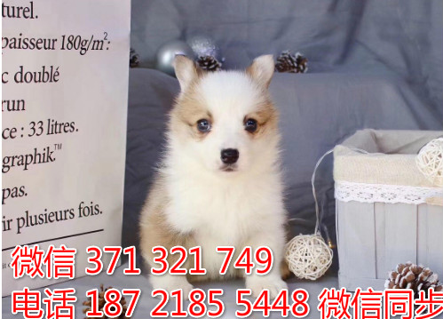 柯基纯种幼犬出售，犬舍直销柯基 犬舍狗场宠物狗及