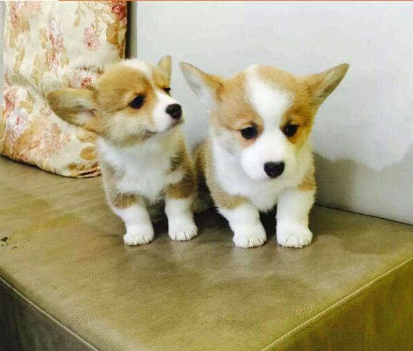 西双版纳景洪买柯基 云南狗场出售纯种柯基犬