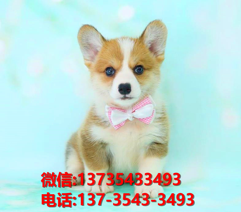 盐城宠物狗狗犬舍出售纯种柯基幼犬卖狗买狗地