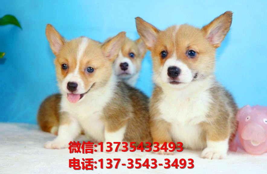 萍乡宠物狗狗犬舍出售纯种柯基幼犬网上买狗卖