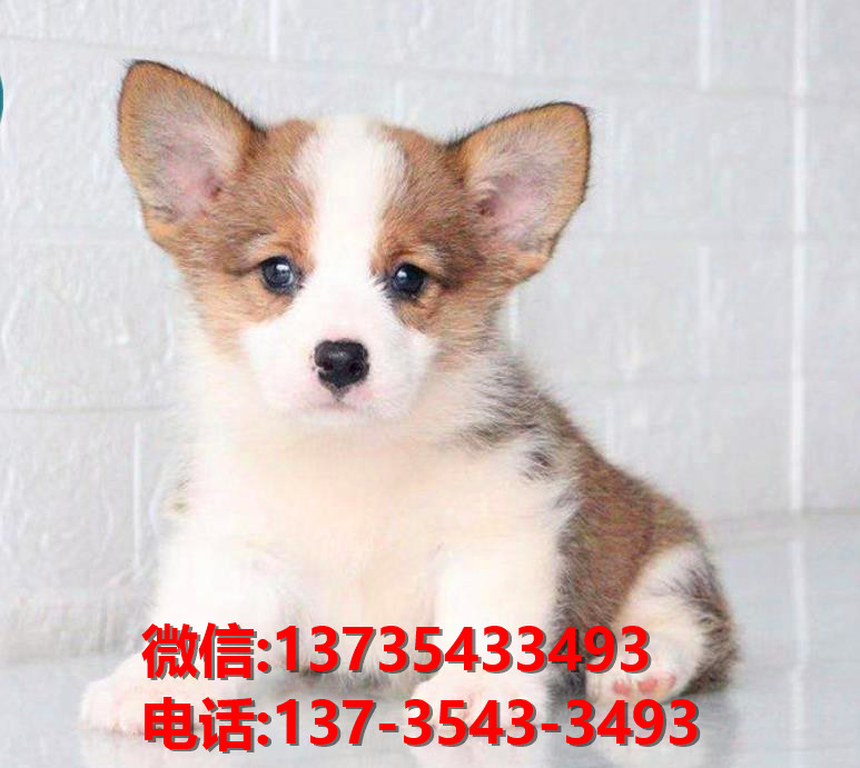 江门犬舍江门宠物狗出售小短腿柯基犬网上卖狗